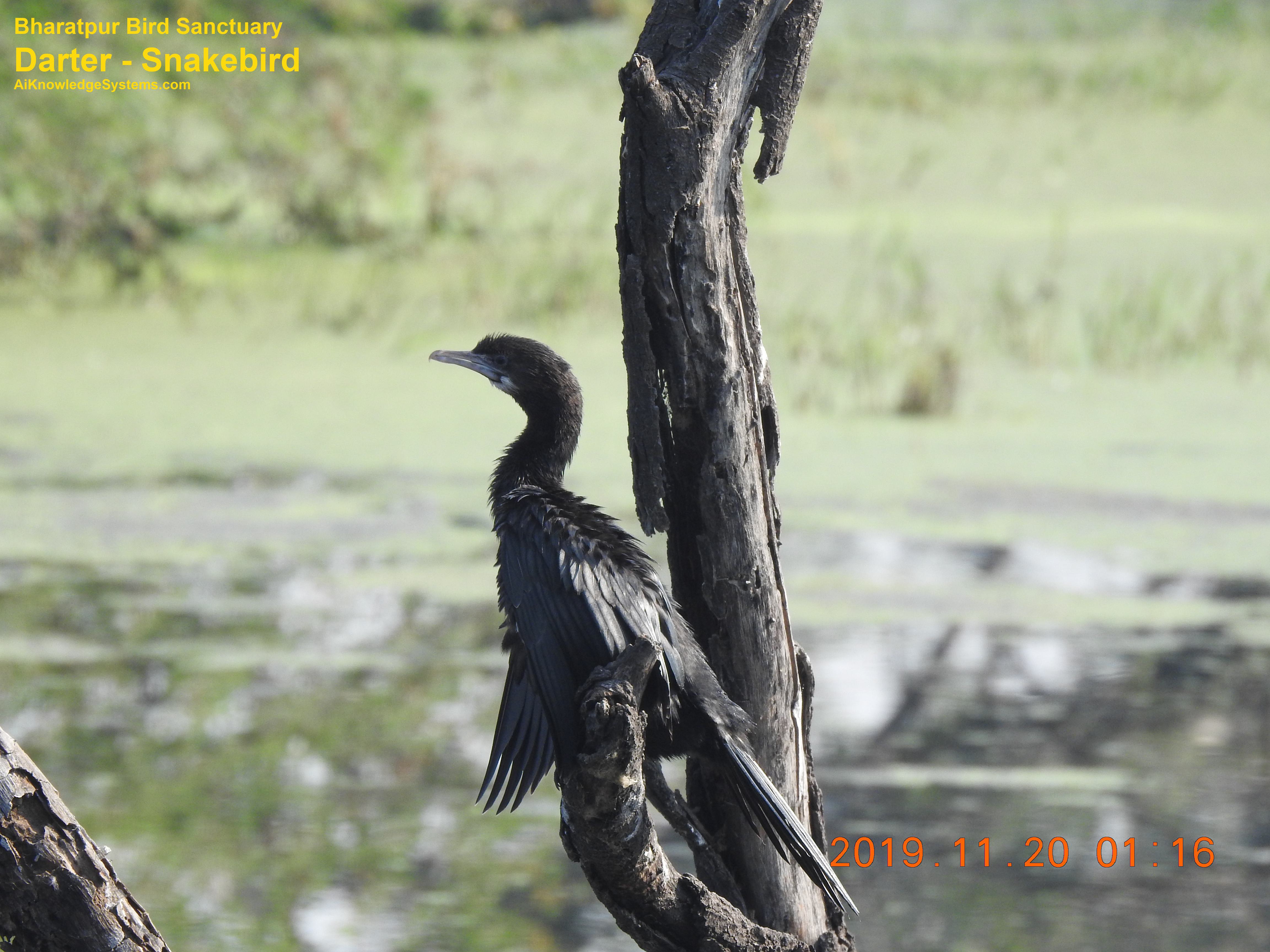 Darter - Snakebird (13) Coming Soon